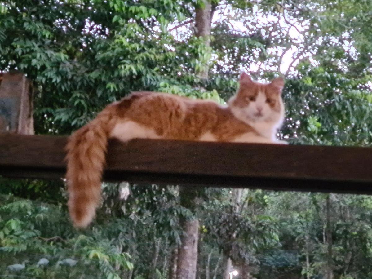 Bosque Sao Francisco Bed & Breakfast *